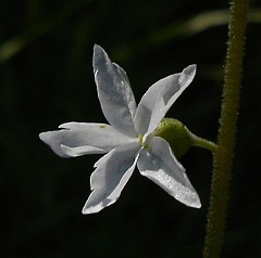 lithophragma affine